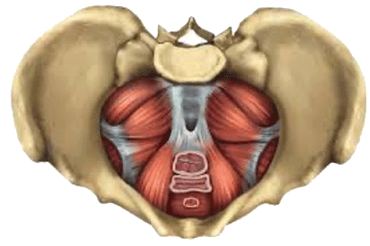 bekkenbodemspieren